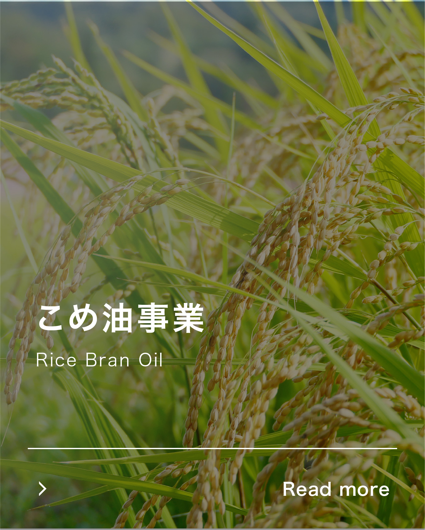 こめ油事業