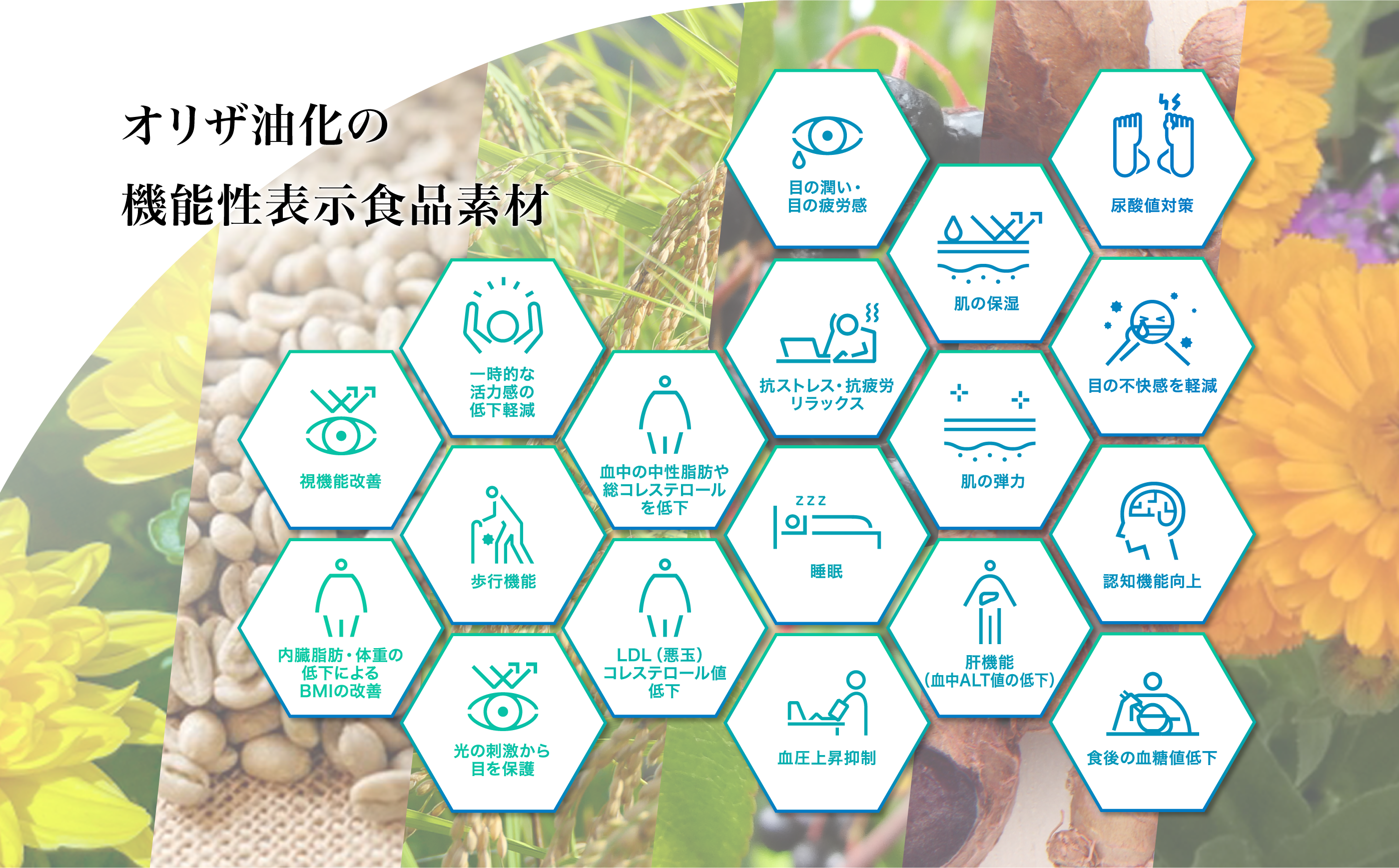 オリザ油化の機能性表示食品素材
