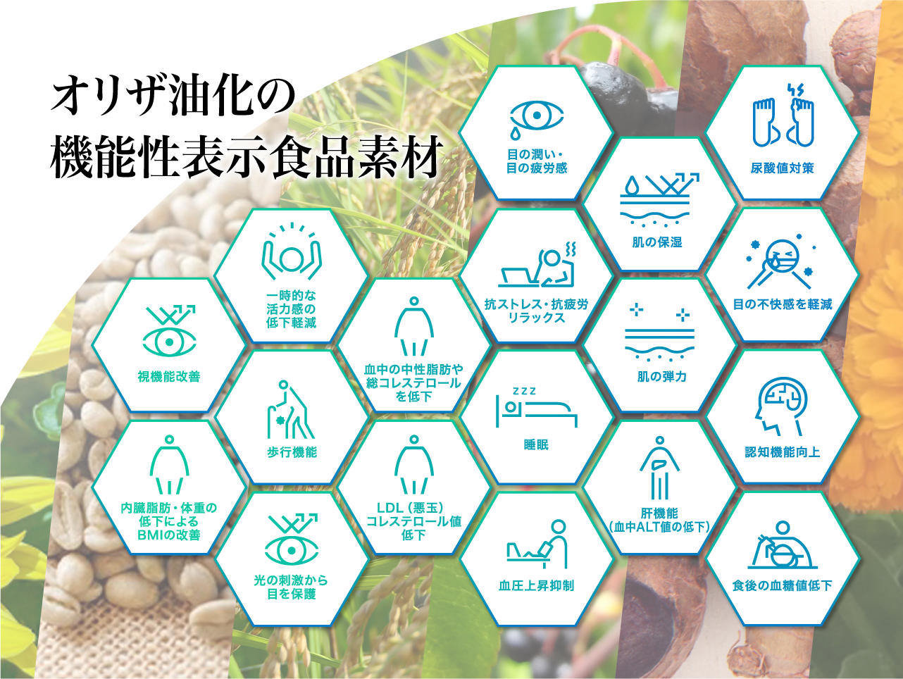 オリザ油化の機能性表示食品素材